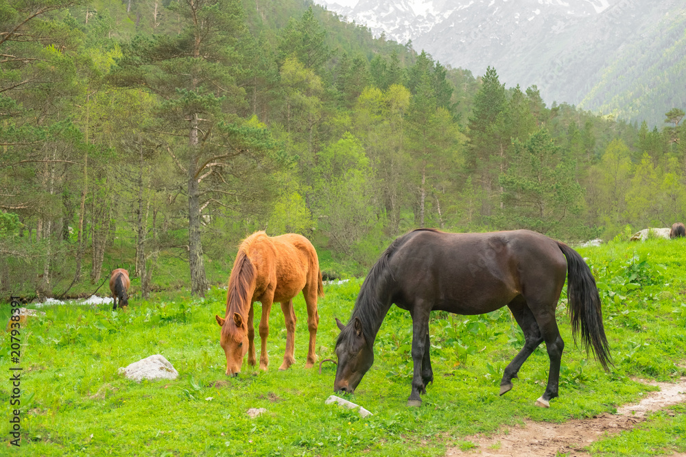 Obraz premium a herd of horses of different colors grazes on a meadow against the background of a forest and mountains on a summer day