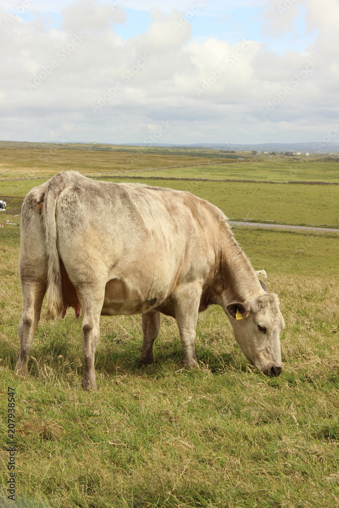 mucca mucca