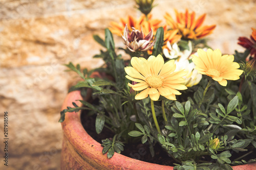 Summer flowers in a pot 