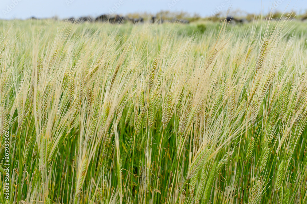The yellow barley field tremble in the breeze. Famer will share the joy of harvesting ripe them in yellow color.