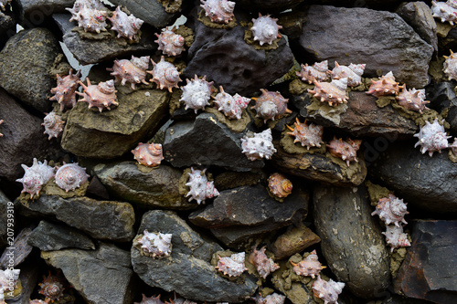 The Walls made by both Stones and murices to avoid heavy wind from the Sea are the keynote of both Gapado and Jejudo island. photo