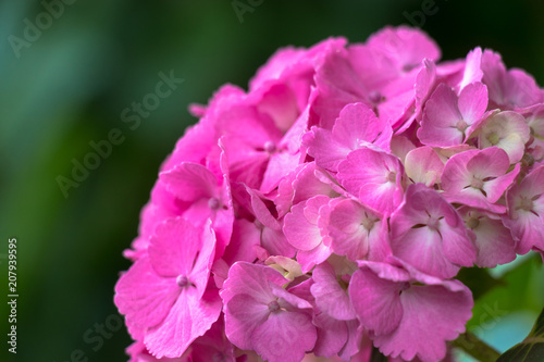 Hydrangea of Asukayama Park in Kita Ward, Tokyo, Japan / Asukayama park is a public park in Kita Ward, Tokyo, Japan