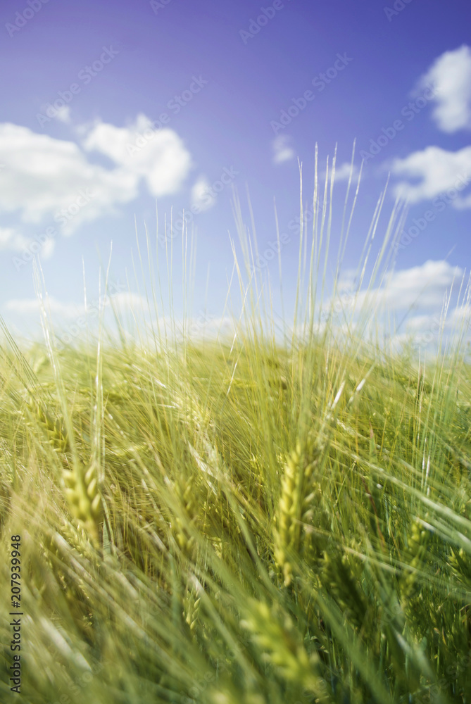 Obraz premium Barley green field on a sunny day on blue sky background. Green unripe cereals. The concept of agriculture, healthy eating, organic food. Natural background