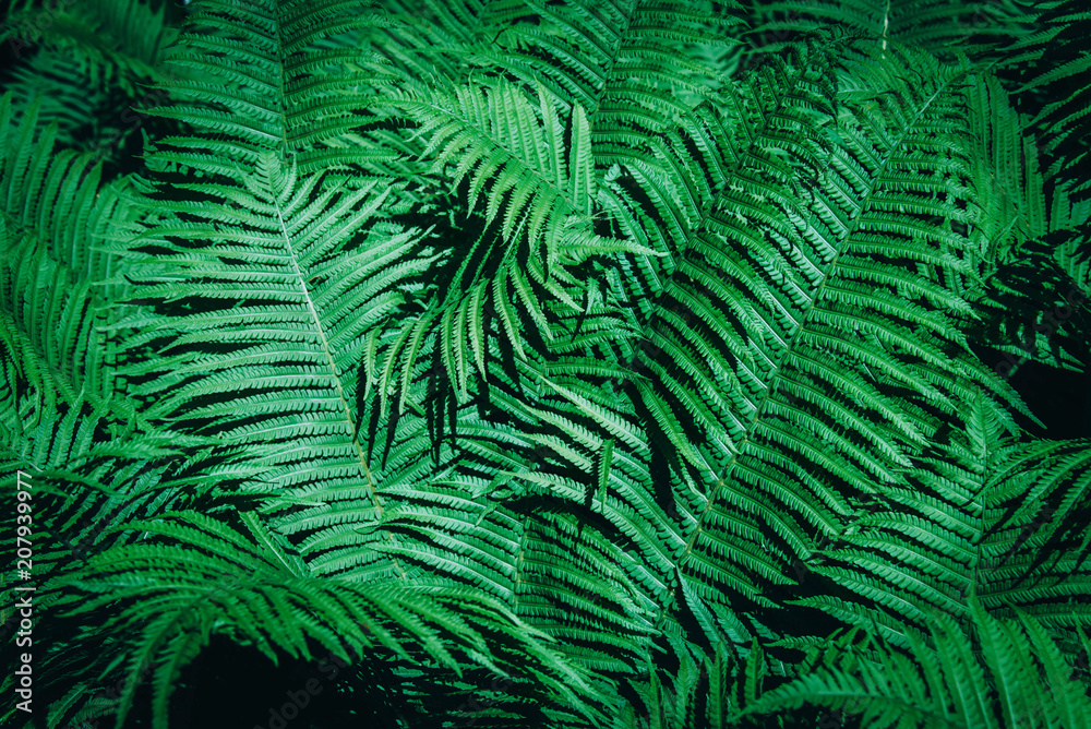 Beautiful background made with young green fern leaves.