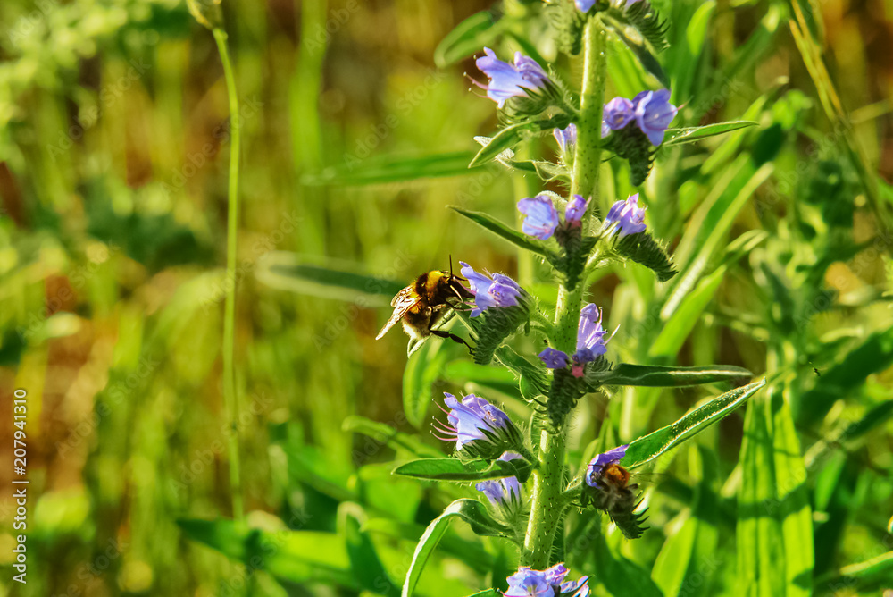 Insekten Blumen Feldblumen 2 Insekten Blumen Feldblumen 2