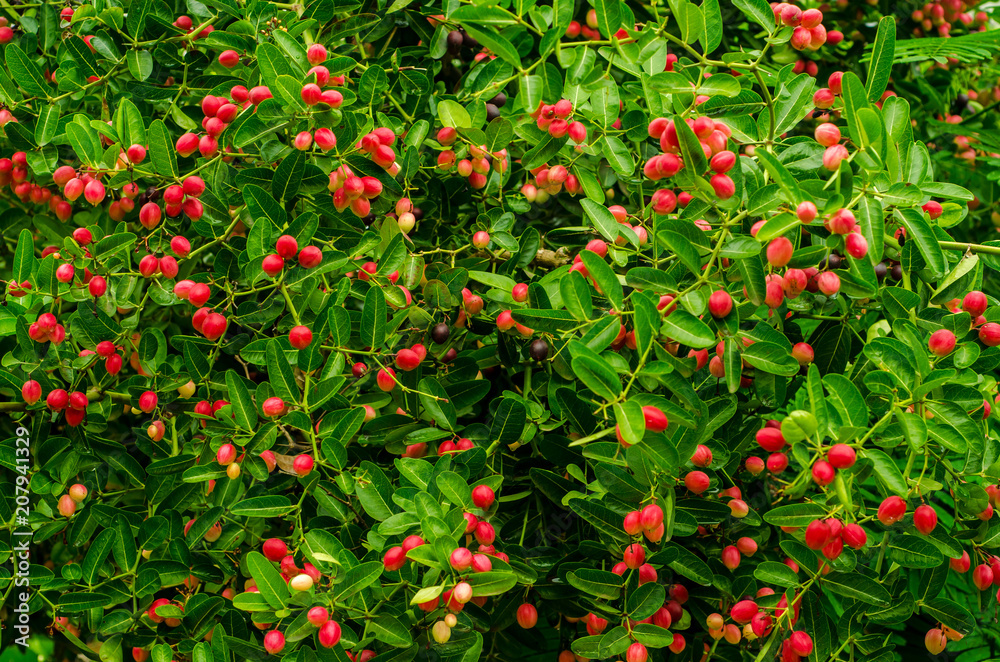 tropical Carissa carandas,Carunda,Karonda seeds ripe colorful on tree,vintage tone.