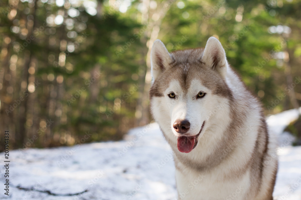 Close-up Portrait of beautiful Beige and white Siberian Husky dog sitting in the forest in spring season.
