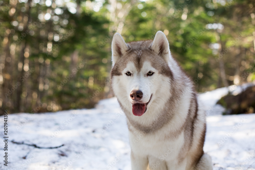 Close-up Portrait of beautiful Beige and white Siberian Husky dog sitting in the forest in spring season on soft bokeh background