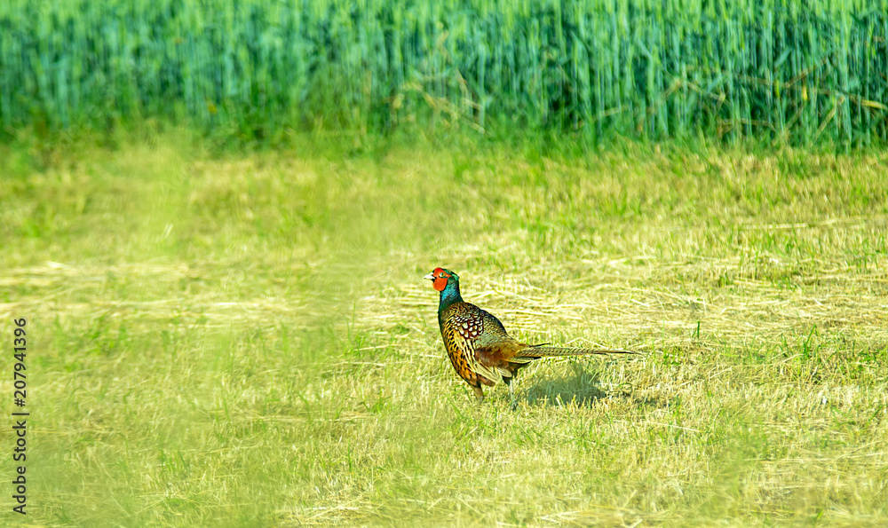 Fototapeta premium Wildvogel Feld wildlife