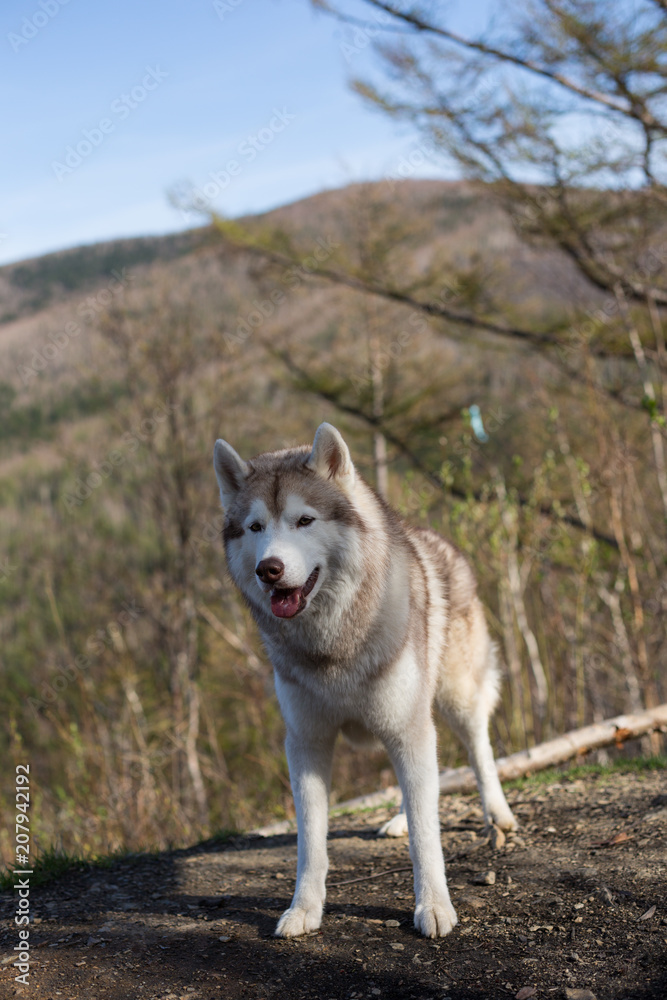 Portrait of beige and white Siberian Husky dog standing in the forest on mountains background