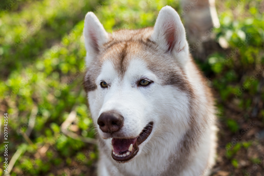 Portrait of beautiful dog breed siberian husky in the forest on a sunny day in spring season. Close-up image of free and prideful dog on green grass background