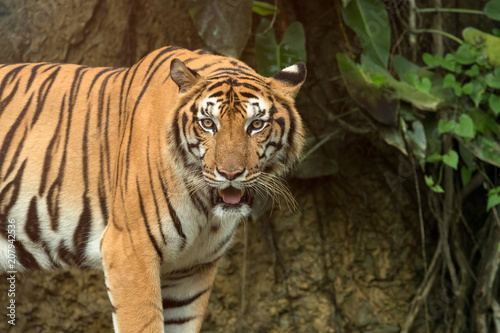 Close up of Indochinese Tiger standing in front of tunnel of forest  Panthera tigris corbetti coat is yellow to light orange with stripes ranging from dark brown to black