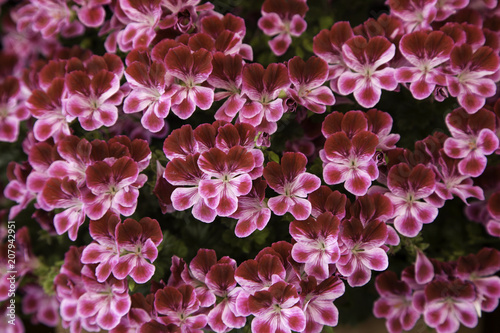 Flowers in the garden