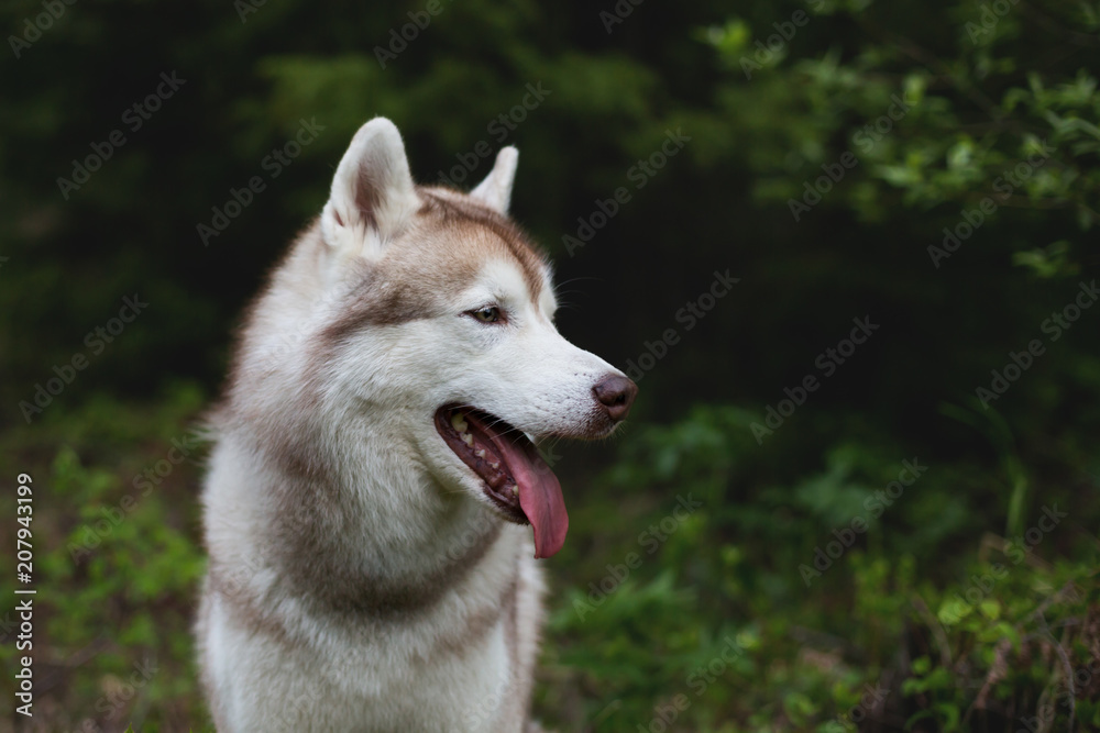 Profile portrait of cute dog breed siberian husky in the forest