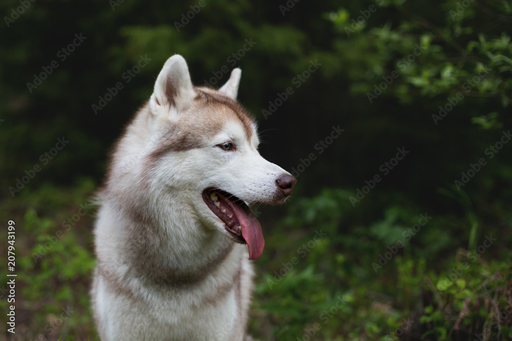 Profile portrait of cute dog breed siberian husky in the forest Profile portrait of cute dog breed siberian husky in the forest