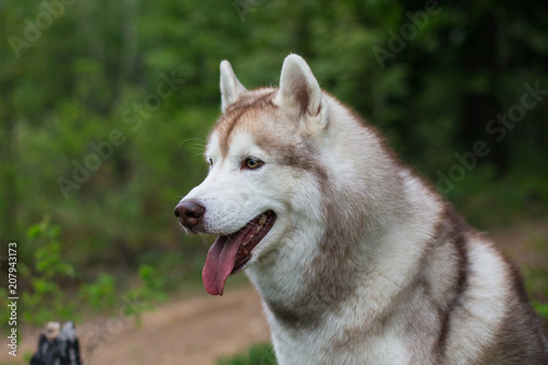 Profile portrait of beautiful dog breed siberian husky with tonque out in the forest