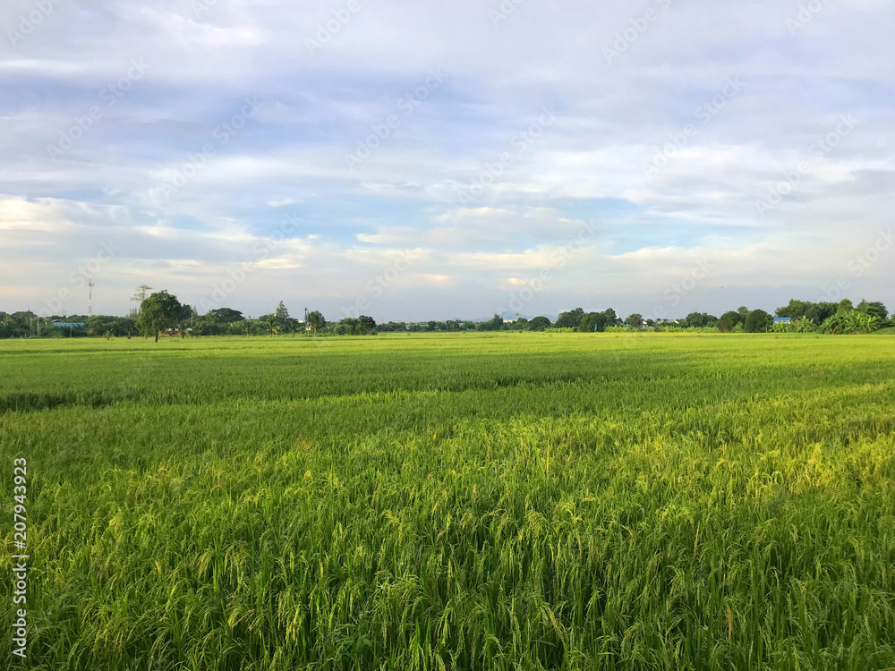 Asian rural scene - paddy field of rice with hazy sky