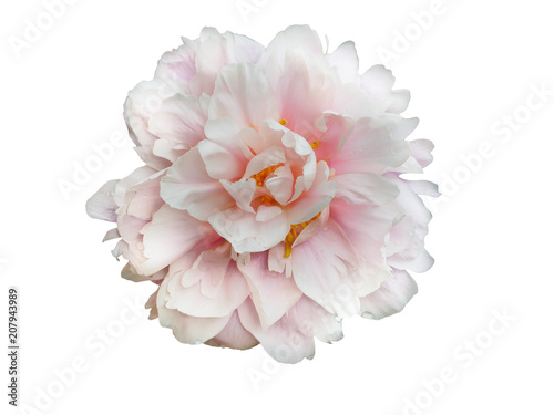 Fototapeta Naklejka Na Ścianę i Meble -  Pale pink peony flower isolated on white background.