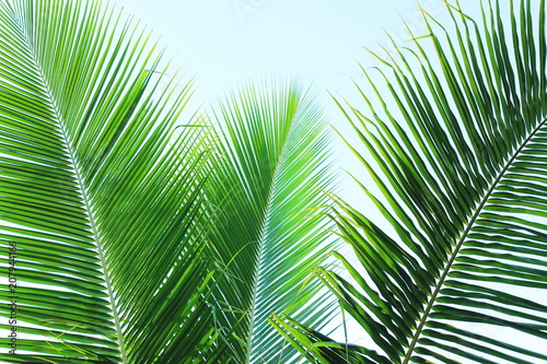 the coconut leaves with blue sky backgroundcoconut