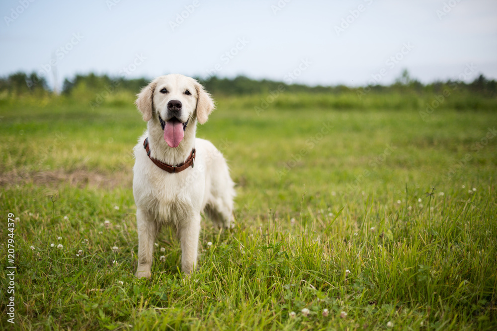 Portrait of happy golden retriever dog with tonque out standing in the buttercup field in summer season