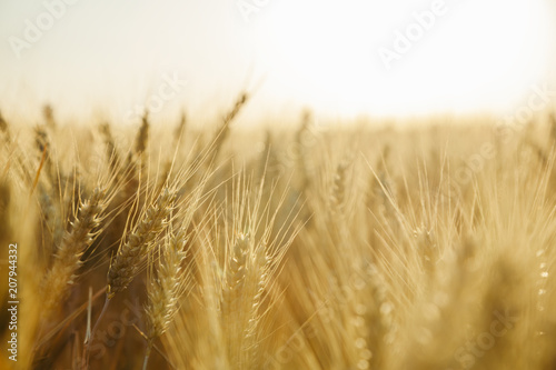 Filed of wheat in sunset 