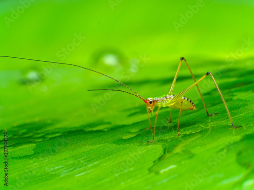 Grashopper reflection Shadow macro insect hunter © nopporn