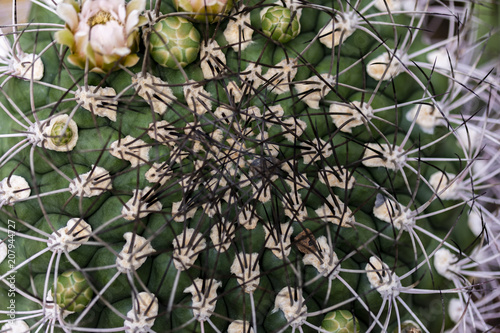 Closeup of the cactus