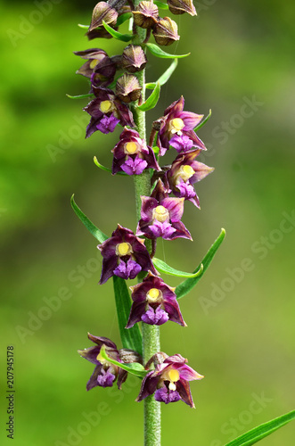 Braunrote Stendelwurz, Epipactis atrorubens photo