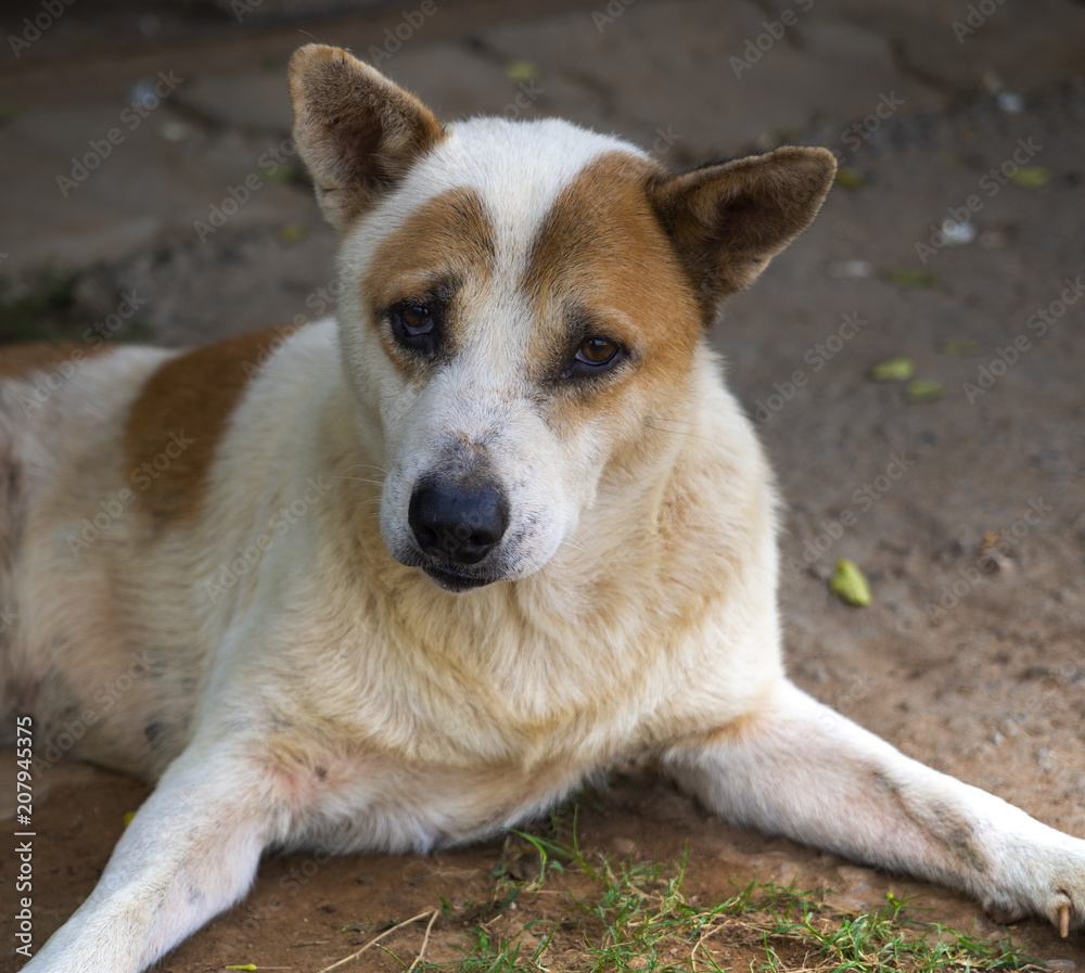 Dog Thailand looking