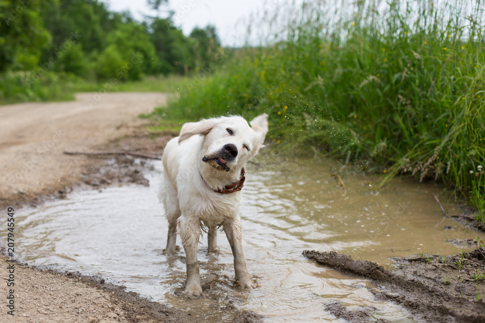 Portrait of funny wet golden retriever dog with dirty paws standing in a muddy puddle and shaking its head