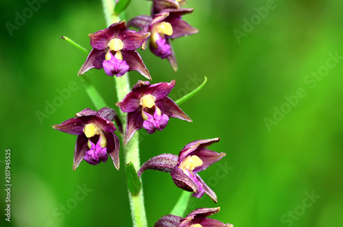 Braunrote Stendelwurz, Epipactis atrorubens photo