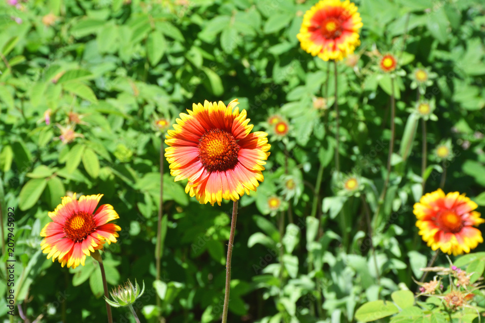 Red flower with yellow border
