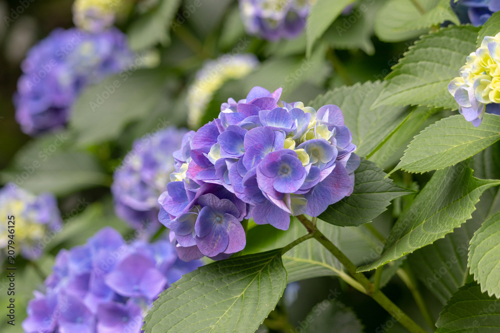 Hydrangea of Asukayama Park in Kita Ward, Tokyo, Japan / Asukayama park is a public park in Kita Ward, Tokyo, Japan Hydrangea of Asukayama Park in Kita Ward, Tokyo, Japan / Asukayama park is a public park in Kita Ward, Tokyo, Japan