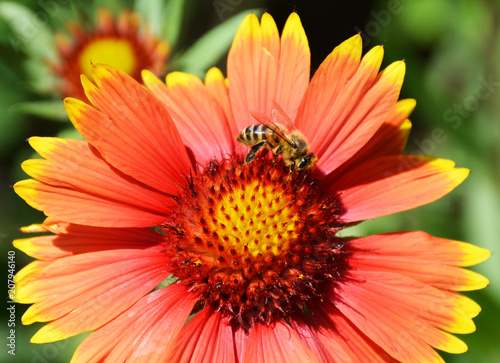 Red flower with a yellow border on which sits a bee