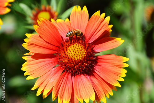 Red flower with a yellow border on which sits a bee