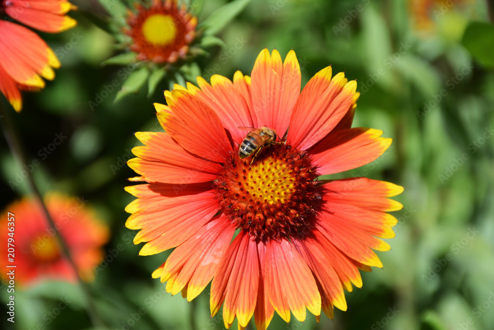 Red flower with a yellow border on which sits a bee Red flower with a yellow border on which sits a bee