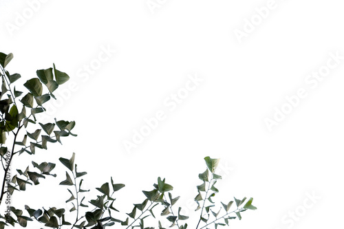 Abstract background with leaves silhouette texture pattern