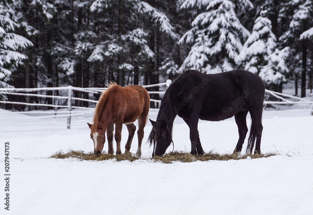 Free beautiful brown horse enjoys snow and sun in winter Free beautiful brown horse enjoys snow and sun in winter