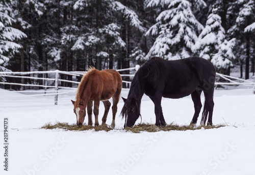 Free beautiful brown horse enjoys snow and sun in winter © steuccio79