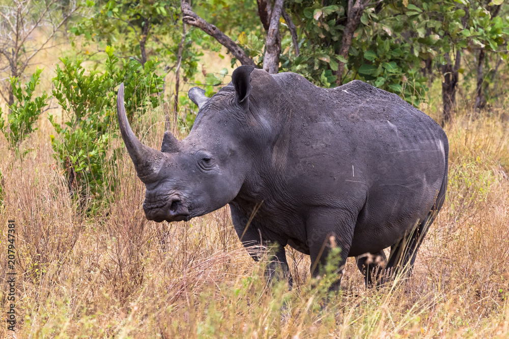 Portrait of a rhino in the thickets of Meru. Kenya, Africa