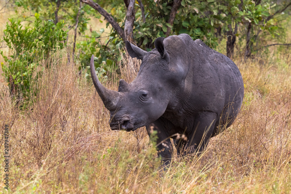 Fototapeta premium Portrait of a rhino in full growth. Meru, Kenya