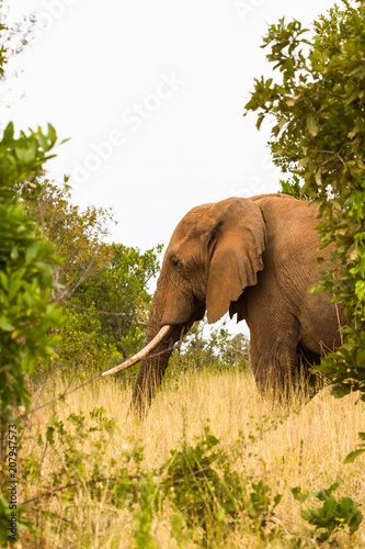 The elephant leaves the bushes. Meru  Kenya