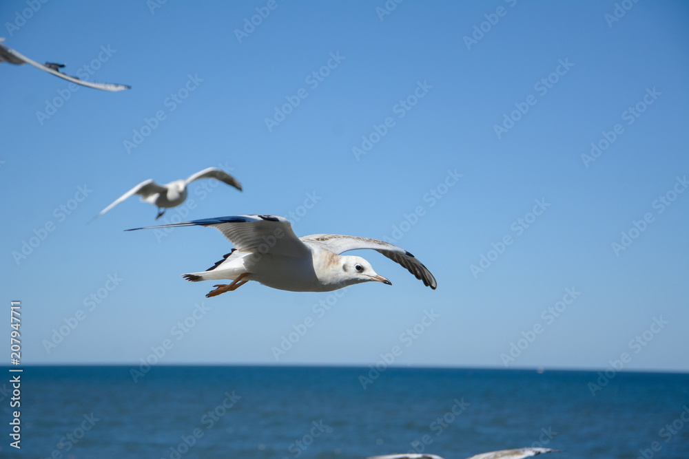 Flying seagulls in the sky, Kaliningrad.