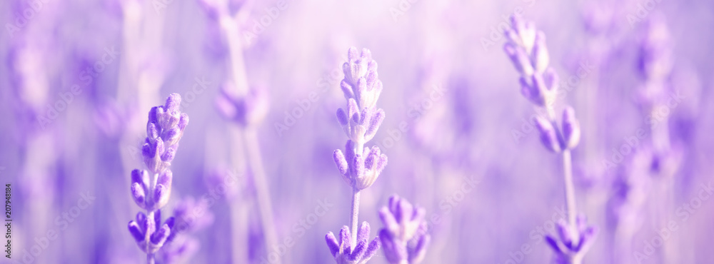 Fototapeta premium field lavender morning