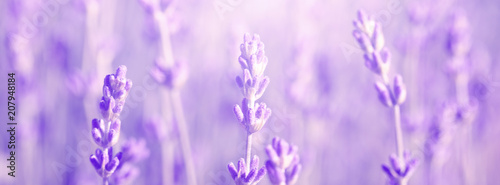 field lavender morning