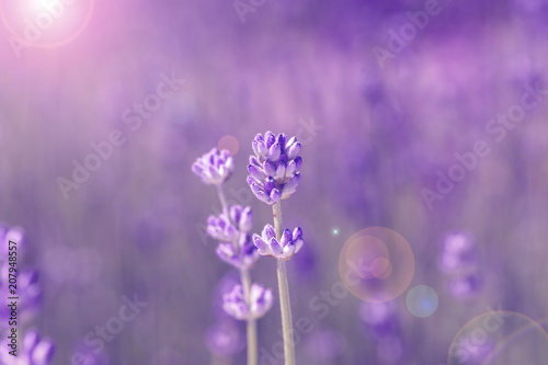 field lavender morning