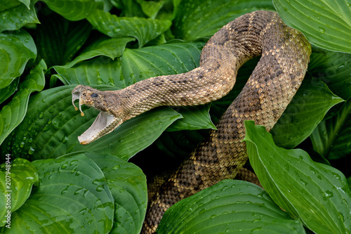 close up of aggressive rattlesnake in hosta plants with raindrops