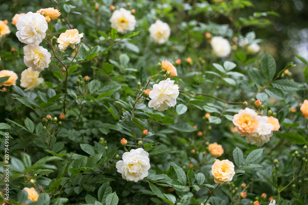 Fototapeta premium rambling or climbing rose