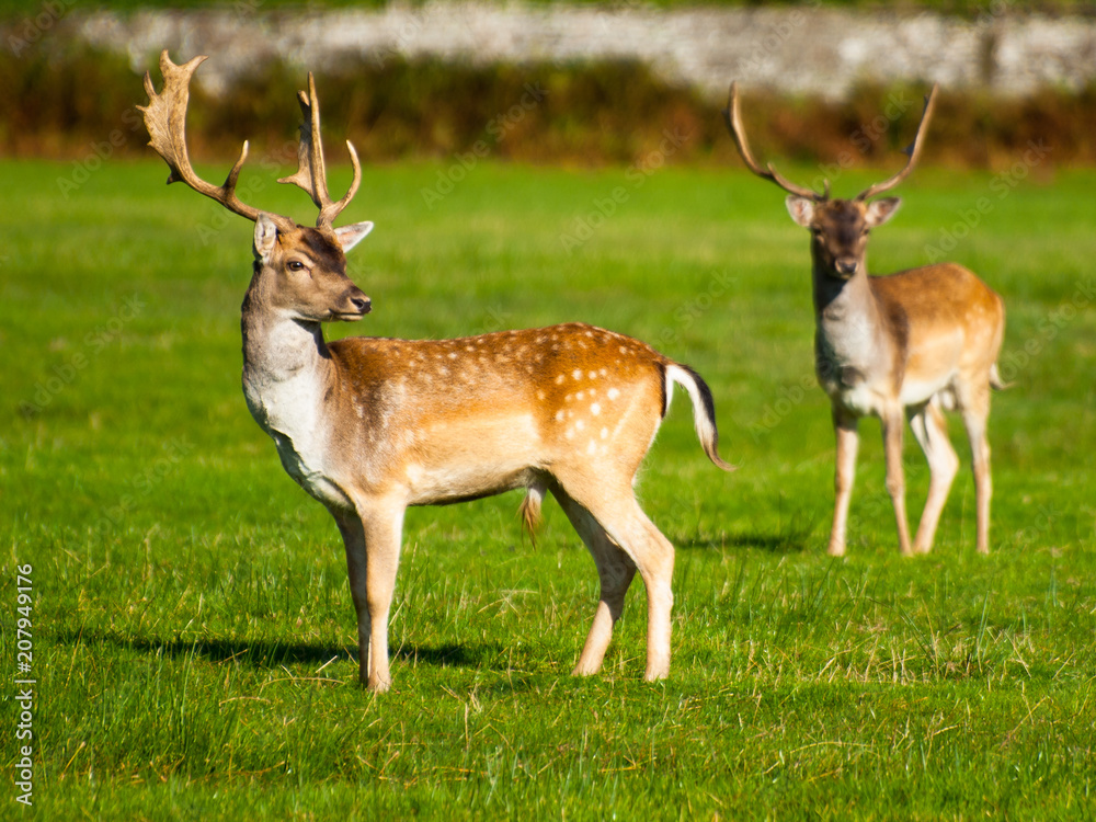 Deer in Margam Country Park, South Wales, UK Deer in Margam Country Park, South Wales, UK