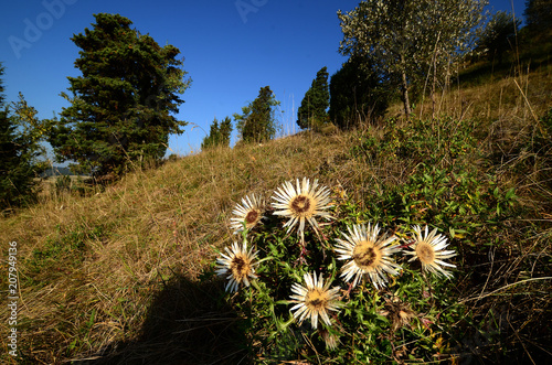 Silberdistel; Carlina acaulis; photo